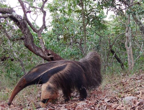 Goiânia prepara infraestrutura verde para enfrentar desafios climáticos