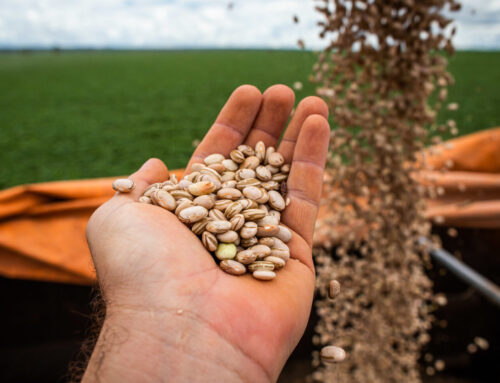 Consórcio agro cresce como alternativa para produtores rurais