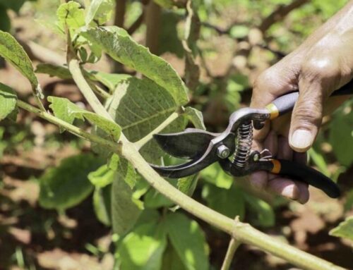 Emater abre formulário para viveiristas interessados em hastes de pequi