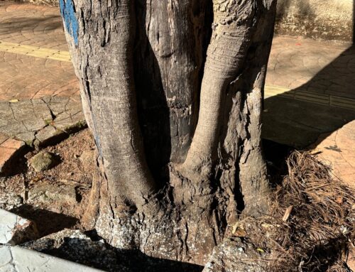 Árvores condenadas no setor Sul serão substituídas por novas espécies. Ação acontece neste sábado