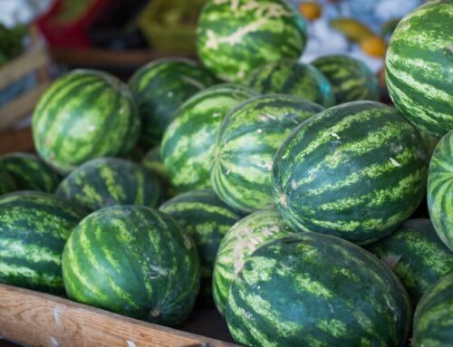 Goiás lidera produção nacional de melancia