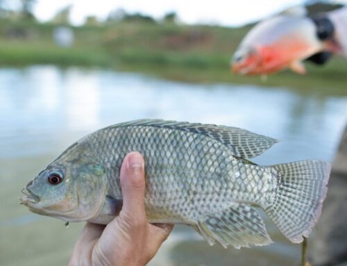 Guia rápido orienta regras de pesca na piracema