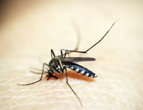 Brasil produz vacina 100% nacional contra dengue