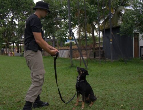 Cães resgatados e adestrados pela PMGO participam de evento de adoção no Araguaia Shopping