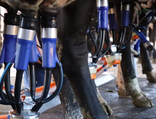 Caiado proíbe venda de leite líquido feito a partir de leite em pó importado