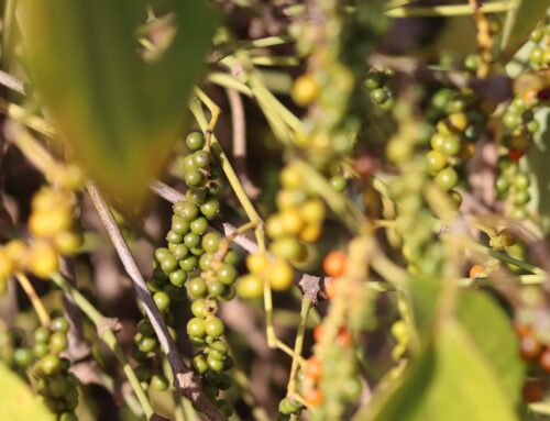 Goiás publica novo edital para melhoria de agroindústrias de pequeno porte