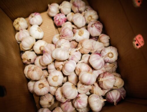 Valor da produção de alho em Goiás cresce 210% na última década