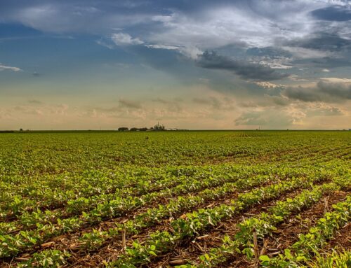 Safra 2025/2026: prazo para semeadura da soja termina em 2 de janeiro em Goiás