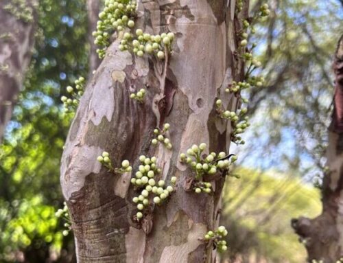 Pesquisas da UEG fortalecem o Cerrado e impulsionam o desenvolvimento sustentável em Goiás