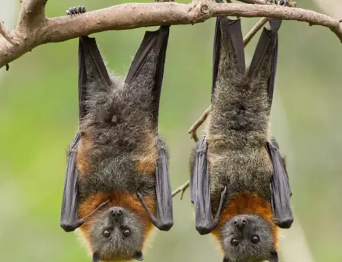 Prefeitura de Goiânia orienta população sobre cuidados ao encontrar animais silvestres