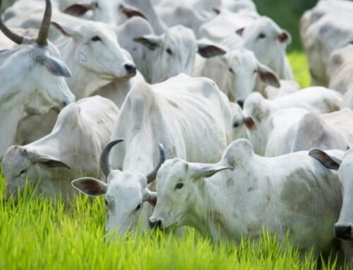 Termina nesta quinta-feira prazo da 2ª etapa da Declaração de Rebanho em Goiás
