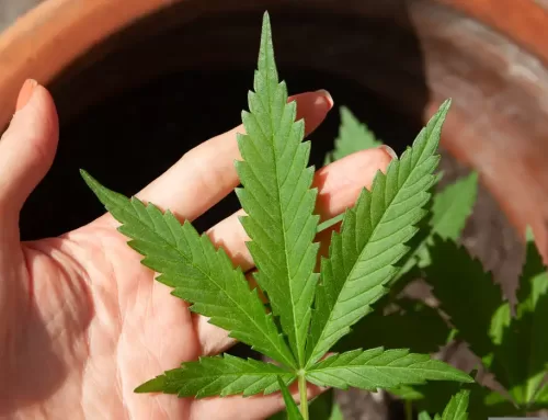 Anvisa aprova uso da cannabis medicinal no país