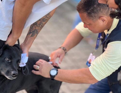 SMS alerta população contra raiva após registro de caso confirmado em morcego na capital