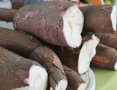 Produção de mandioca cresce em Goiás e impulsiona o setor