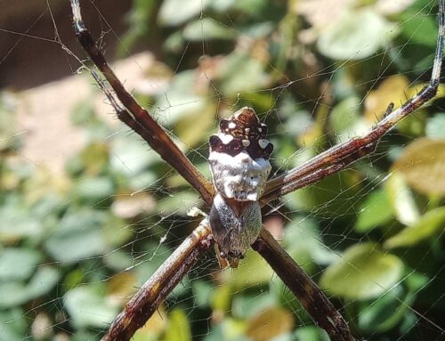 Goiás abre consulta pública sobre espécies ameaçadas de extinção