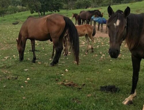 Vacinação contra influenza equina é suspensa temporariamente