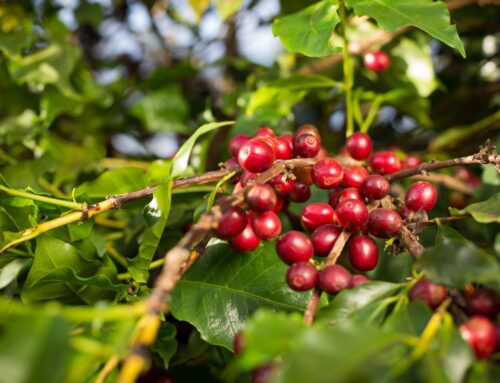 Valor Bruto da Produção do café em Goiás deve atingir R$ 827,9 milhões em 2026