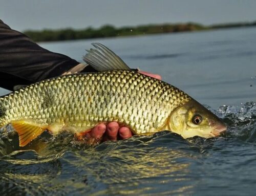 Regras que o pescador precisa observar com o fim da piracema em Goiás
