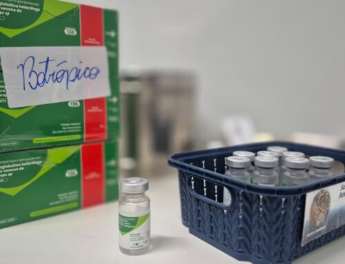 Saiba sobre os riscos e o que fazer em casos de picadas de cobra