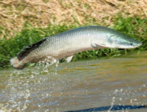 Regras para pesca do pirarucu mudam em Goiás