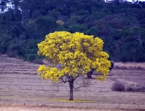Mapbiomas aponta que desmatamento em Goiás cai 44%
