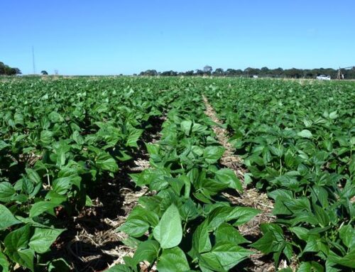 Goiás reduz em 60% tributação do feijão nas vendas para outros estados