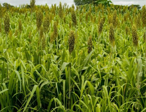 Goiás mantém liderança nacional na produção de sorgo pelo oitavo ano consecutivo