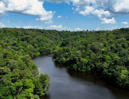 No Dia Mundial do Meio Ambiente, Governo ressalta avanços conquistados desde 2023