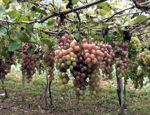 Produção de uva dobra em Goiás, impulsiona a vitivinicultura e o surgimento de novos destinos