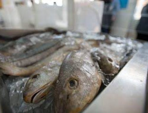 Semana do Pescado 2026 prevê ações para incentivar o consumo de peixe
