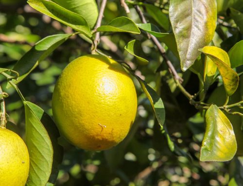 Controle fitossanitário contribui para aumento da produção de citros em Goiás