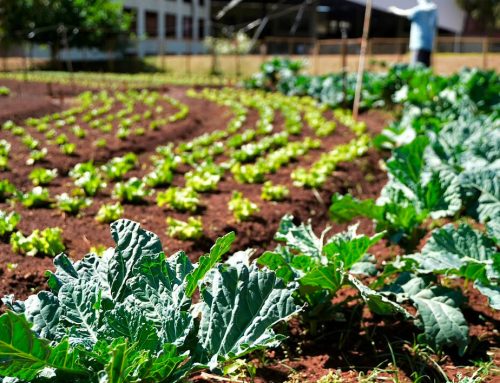 Programa Troca e Coopera Goiânia promove troca de recicláveis por alimentos neste sábado,29