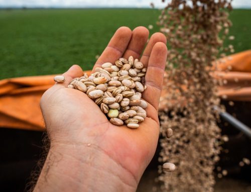 Produção goiana de feijão consolida segundo lugar em produtividade no Brasil