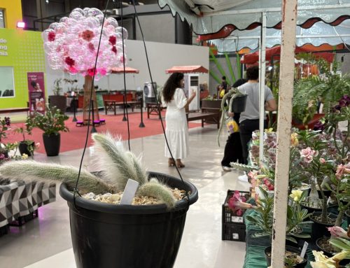 Plantas conquistam espaço como presente de Dia dos Pais