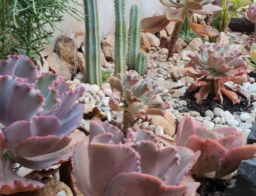 Bazar Estação das Plantas chega à 6ª edição no Plaza D’oro com homenagem ao Outubro Rosa
