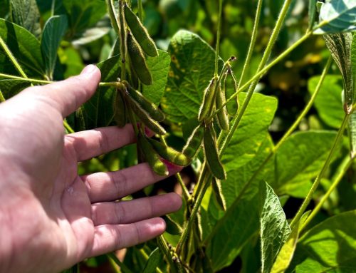 Goiás produz 37,3 milhões de toneladas de grãos e responde por 10,6% da safra nacional