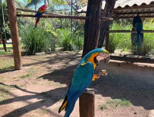 Parques Zoológico e Mutirama têm programação especial e gratuita no Dia das Crianças