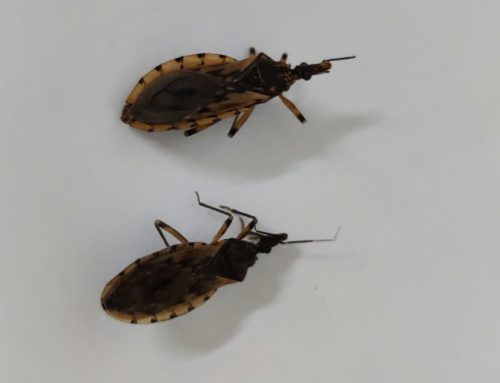 Prefeitura de Goiânia alerta para presença de barbeiros e orienta população sobre prevenção à doença de Chagas