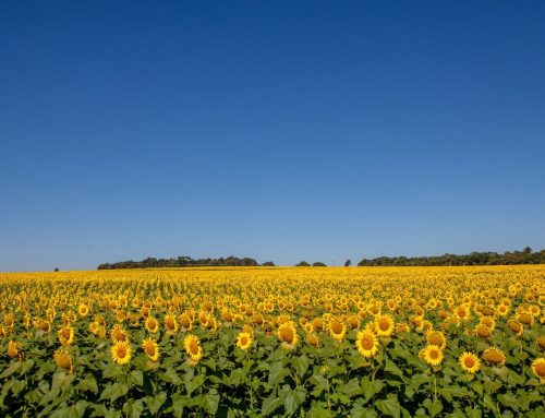 Governo de Goiás lança boletim dedicado ao PIB do agronegócio