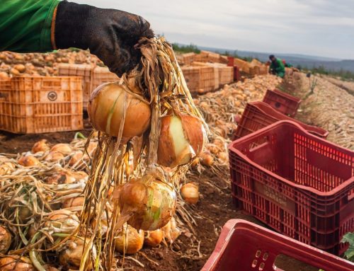 Ganho de produtividade faz colheita de cebola crescer 32,6% em Goiás