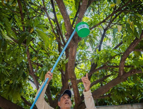 Goiás intensifica combate ao Aedes aegypti e convoca população a eliminar criadouros