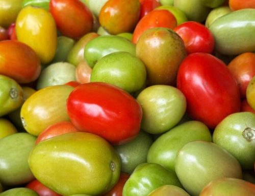 Goiás lidera produção nacional de tomate com 1,34 milhão de toneladas estimadas para 2026