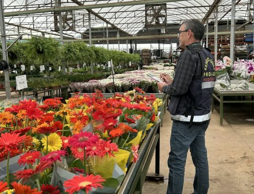 Finados: Procon Goiás encontra variação de 605% no preço das flores entre estabelecimentos