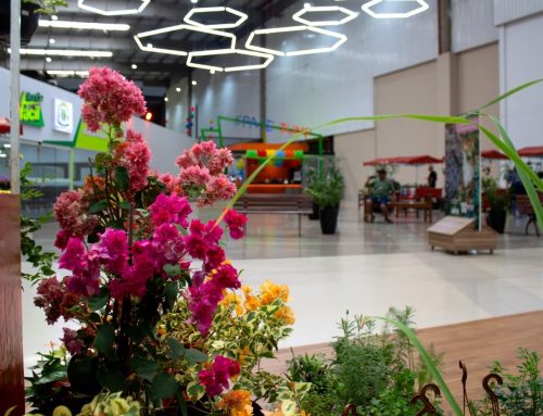 Feira de plantas que nasceu no Shopping Estação Goiânia chega à 30ª edição com opções a partir de R$ 2,50